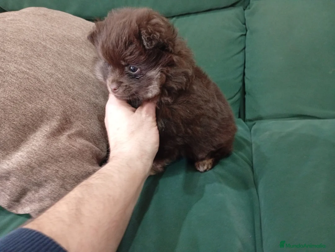 Chihuahua perros en venta: Pomerania macho línea rusa - Anuncio 1