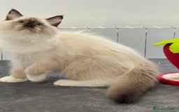 Ragdoll gatos en venta: Camada Ragdoll - Imagen 28