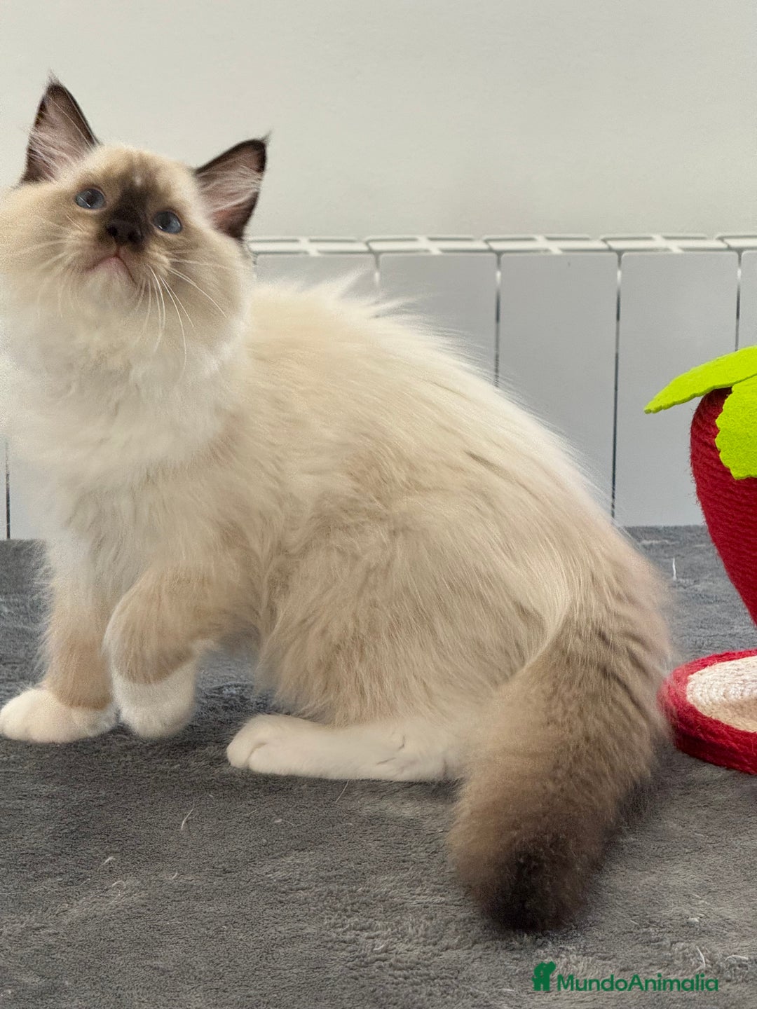 Ragdoll gatos en venta: Camada Ragdoll - Imagen 28