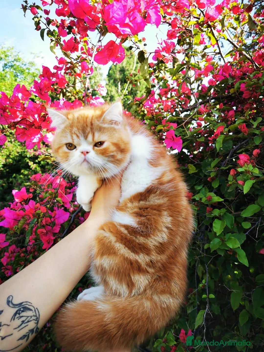 Exótico de Pelo Corto gatos en venta: Exótico de pelo corto en venta - Anuncio 1