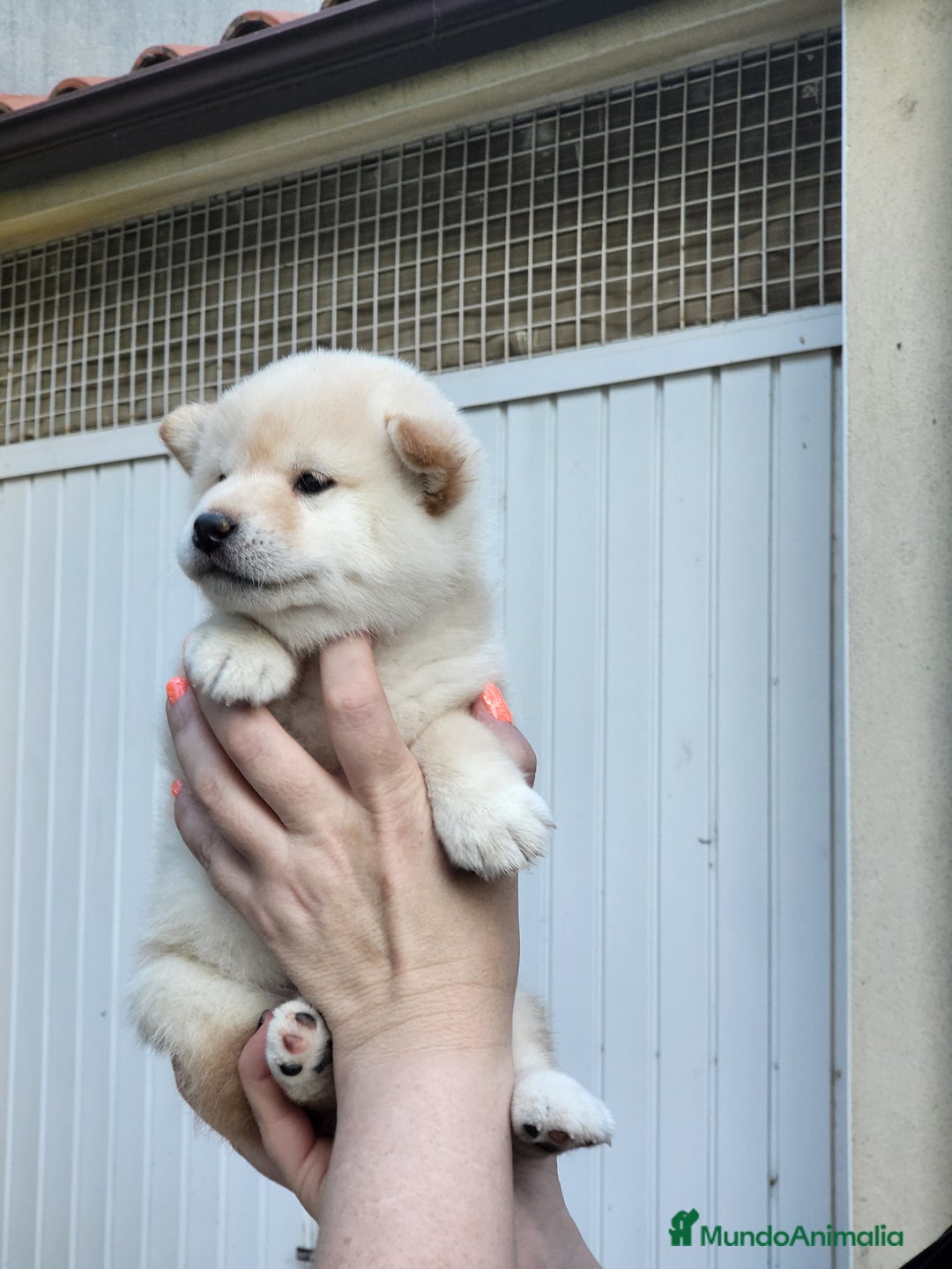 Shiba Inu perros en venta: Cachorros  - Imagen 2