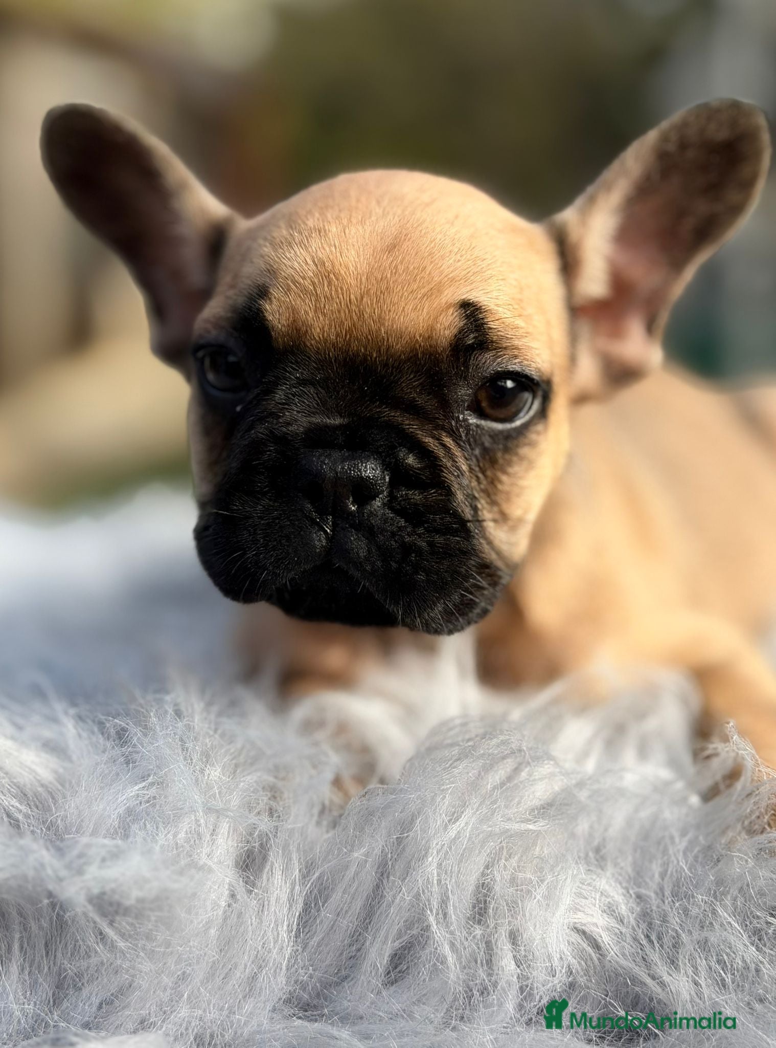 Bulldog Francés perros Bulldog francés fawn - Anuncio 2