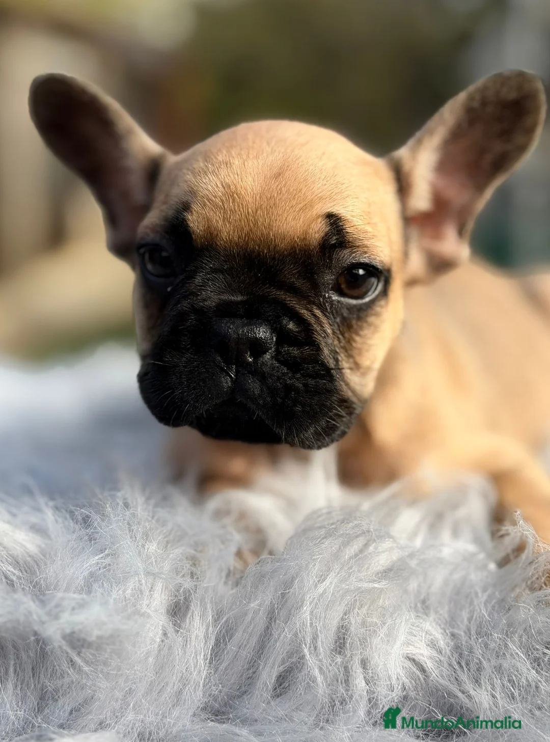 Bulldog Francés perros en venta: Bulldog francés fawn - Anuncio 2