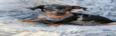 Pinscher Miniatura 2
