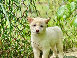 Shiba Inu perros en Barcelona - Anuncio 14