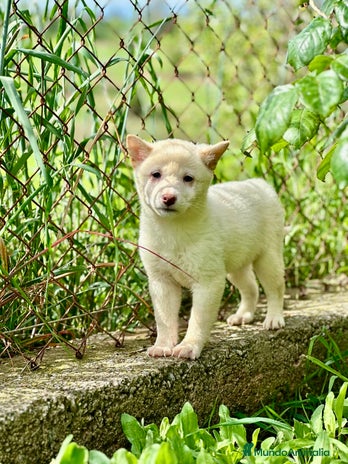 Shiba Inu perros en Barcelona - Anuncio 4
