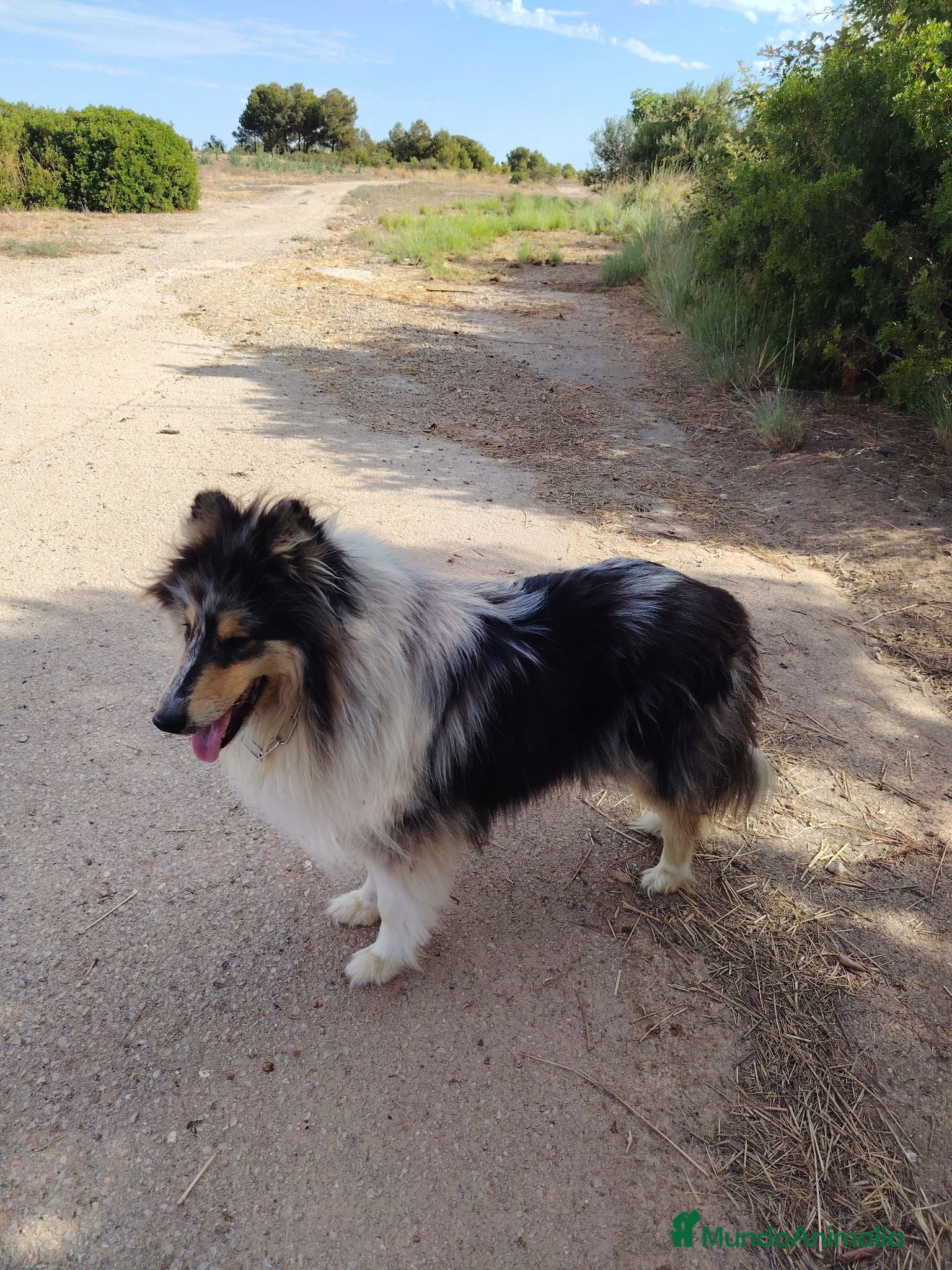 Collie de Pelo Largo perros Rough collie  - Anuncio 1