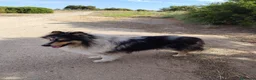 Collie de Pelo Largo perros en venta: Rough collie  - Anuncio 1