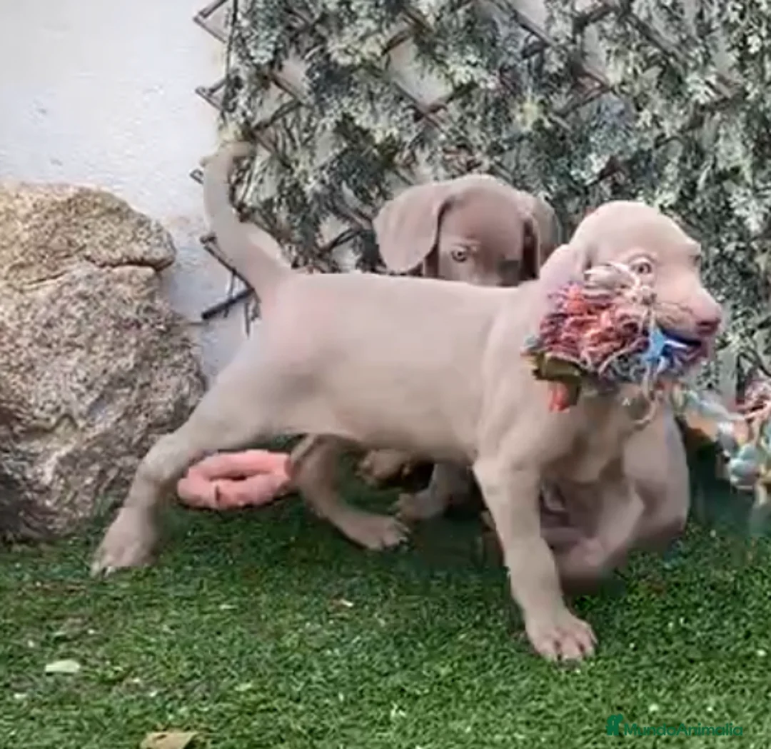 Weimaraner perros en venta: BRACOS DE WEIMAR, CACHORROS GRISES - Anuncio 2