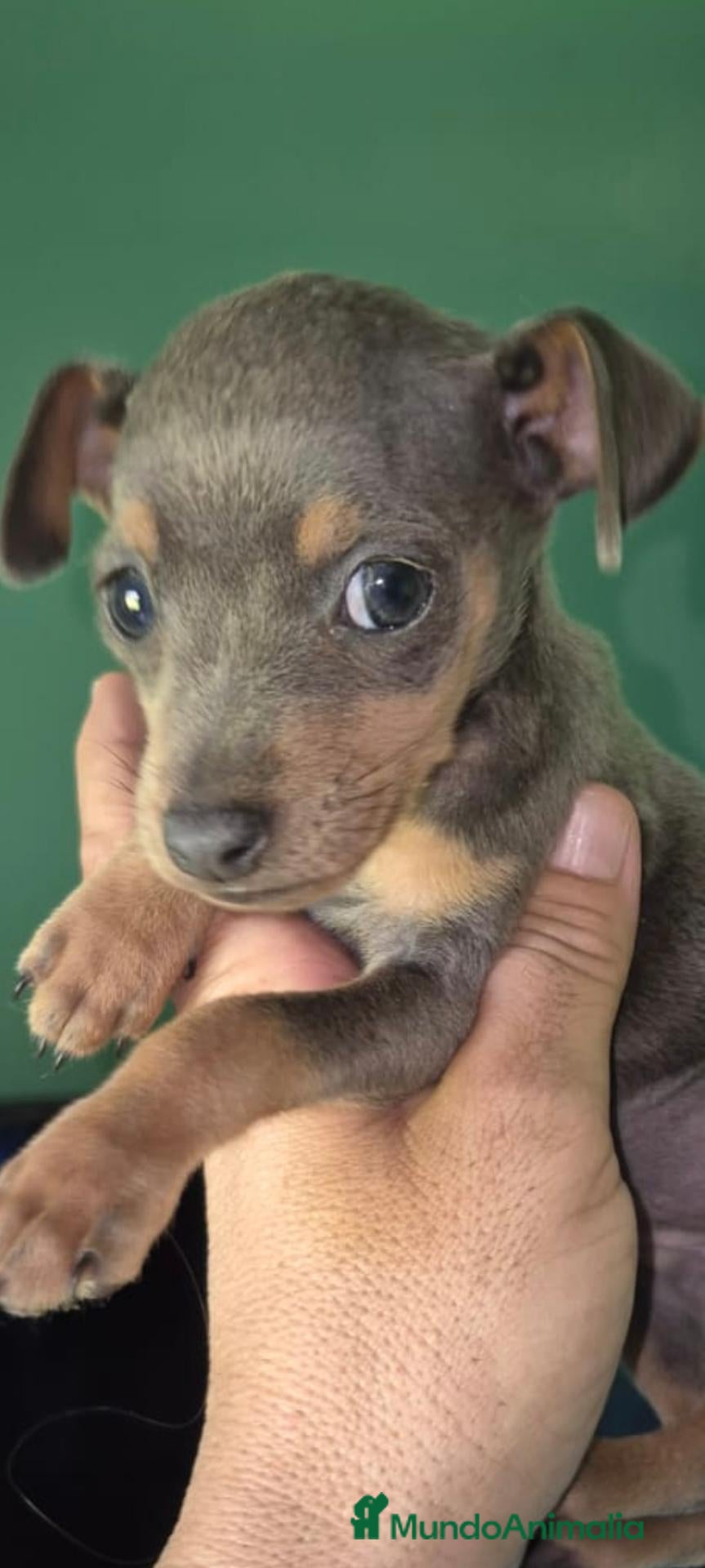 Pinscher Miniatura perros Preciosos mini pincher - Anuncio 1