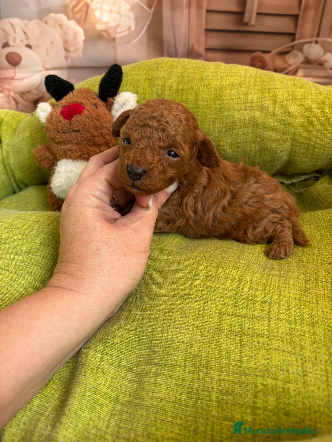 Caniche Toy perros en venta: Caniche toy rojo  - Anuncio 5