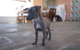 Pequeño Lebrel Italiano perros en venta: 🐾 Sirius y Selena – Galgos italianos 🐾 - Imagen 1