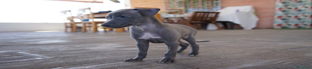 SIRIUS