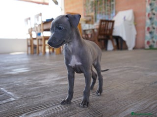Pequeño Lebrel Italiano perros - Anuncio 7