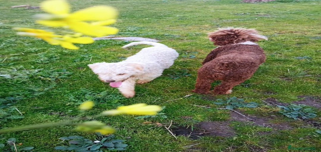 Imagen de galería {{count}}