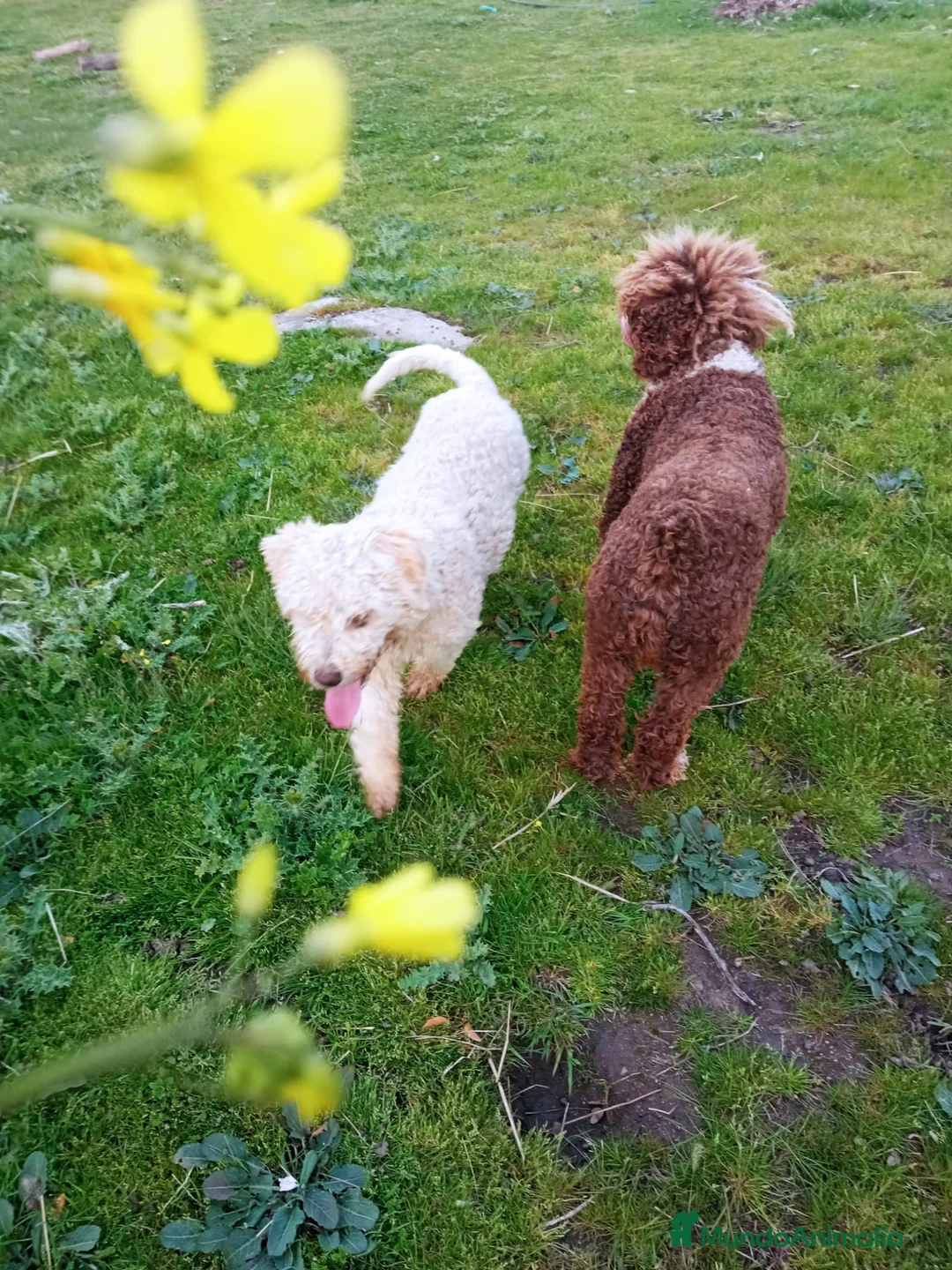 Imagen de galería {{count}}