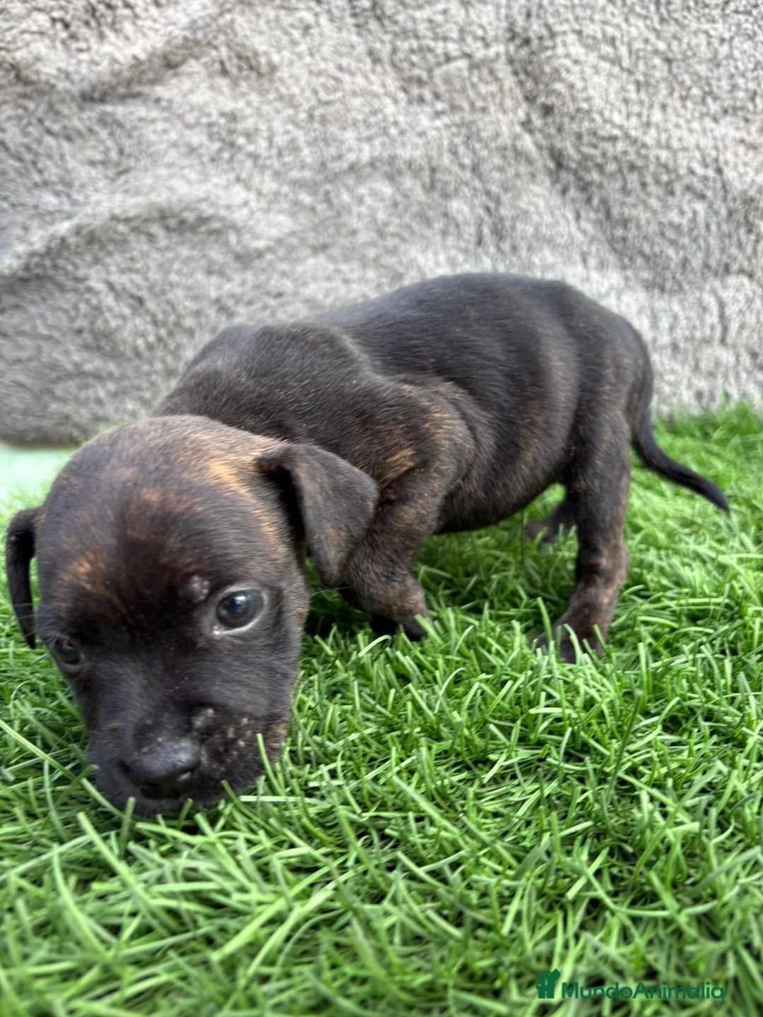 Staffordshire Bull Terrier perros en venta: Cachorro macho de Staffordsshire Bull Terrier  - Anuncio 13
