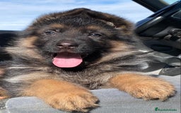 Pastor Alemán perros en venta: Cachorros de pastor alemán  en Salamanca - Imagen 24