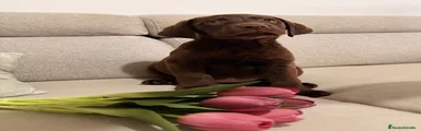 Labrador Retriever 3