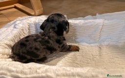 Teckel Miniatura perros en venta: Preciosa camada de Teckel mini  - Anuncio 8