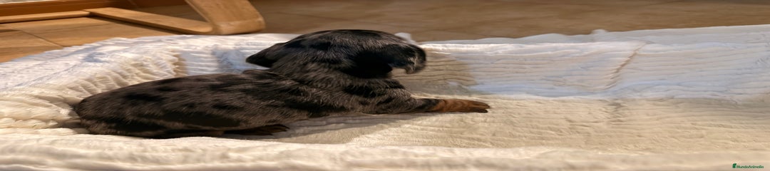 Teckel Miniatura Cachorro 3