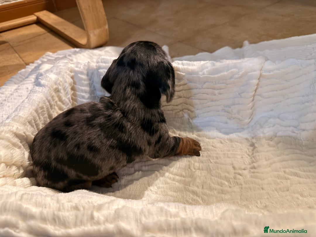 Teckel Miniatura perros en venta: Preciosa camada de Teckel mini  - Anuncio 8