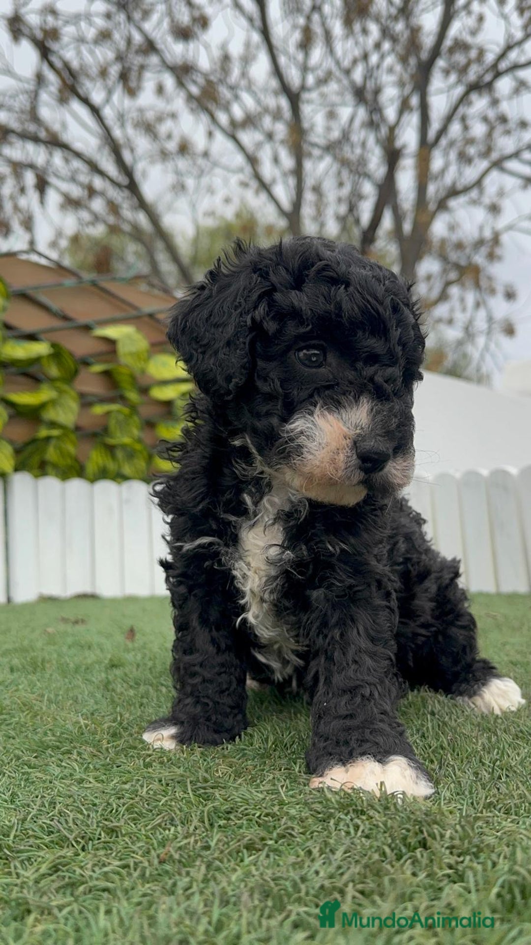 Perro de Agua Español perros en venta: PERRO DE AGUA HEMBRA RABONA - Anuncio 9