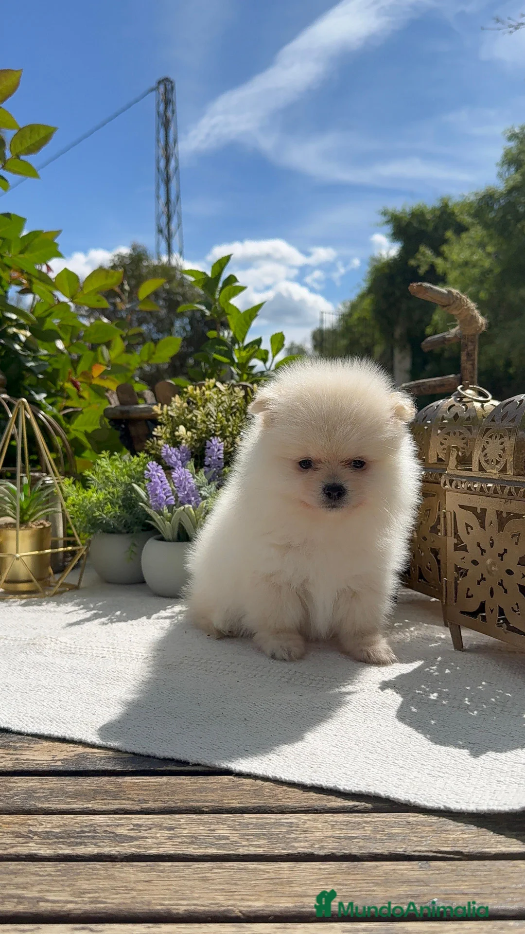 Pomerania perros en venta: Pomerania Toy Macho Super chato y peludos Blanco - Anuncio 1