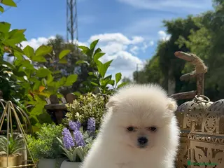 Pomerania perros Pomerania Toy Macho Super chato y peludos Blanco - Anuncio 2