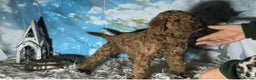 Caniche Gigante perros en venta: Caniche gigante  - Anuncio 3