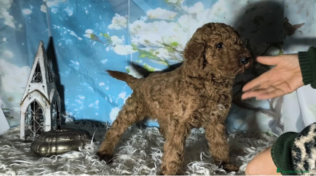 Caniche Gigante perros en venta: Caniche gigante  - Anuncio 3