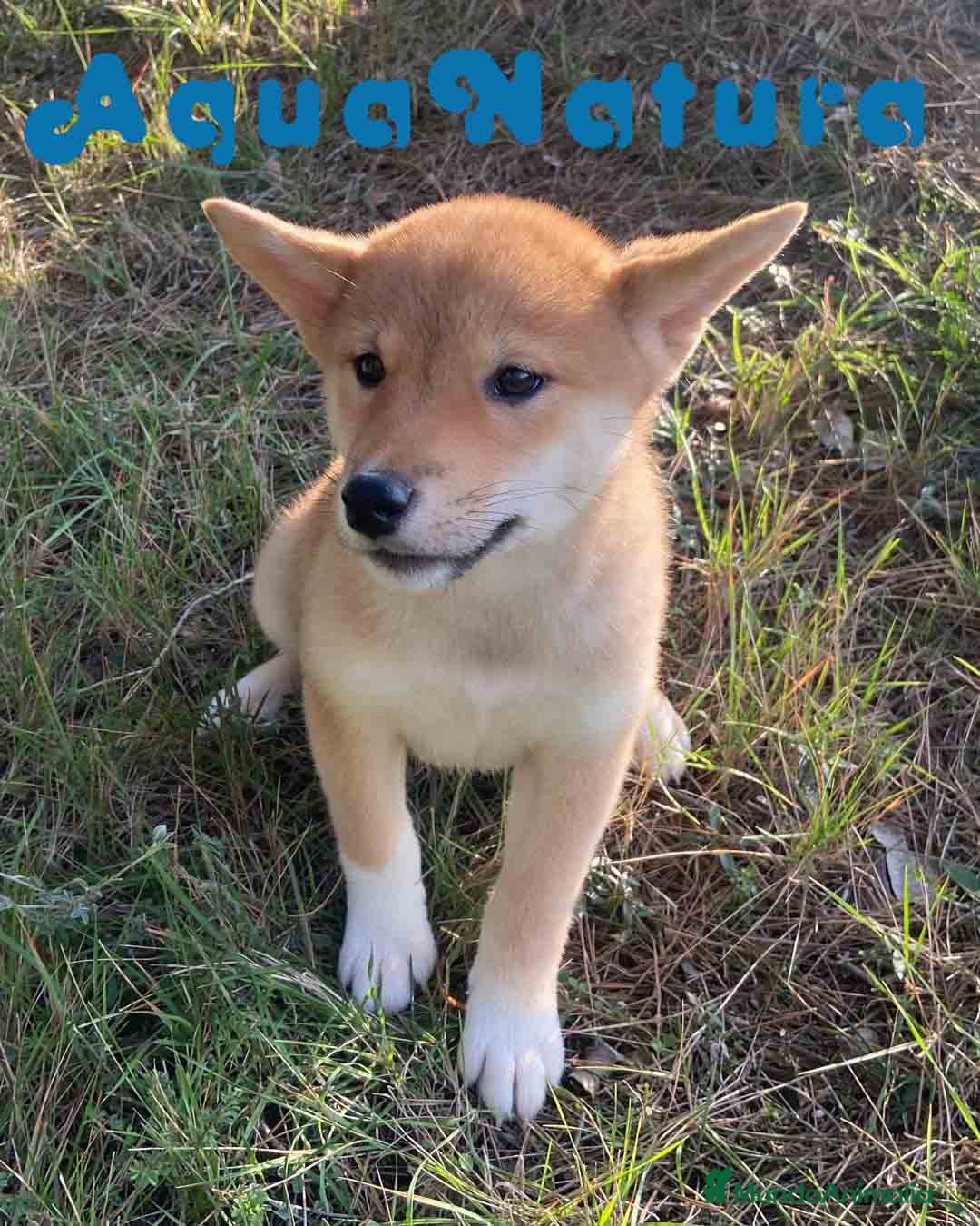 Shiba Inu perros Shiba Inu Hembra 5287 de Mar - AQUANATURA en Barcelona - Anuncio 2