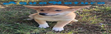 Shiba Inu 
