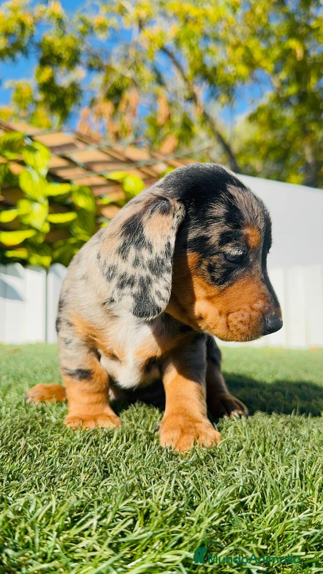 Teckel Miniatura perros en venta: TECKEL MINIATURA HEMBRA  - Anuncio 25