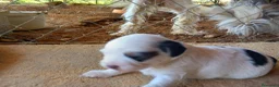 Otras razas perros en venta: Cachorritos Crestados Chinos. - Anuncio 2