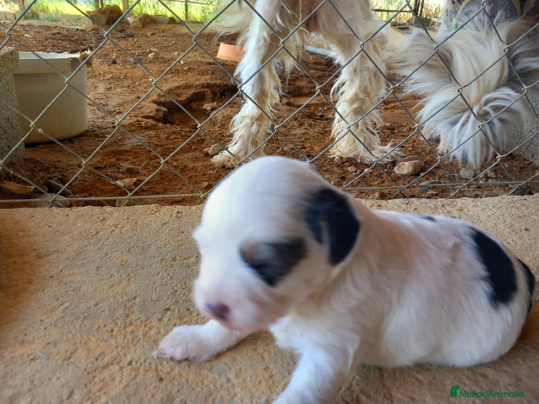 Otras razas perros en venta: Cachorritos Crestados Chinos. - Anuncio 2