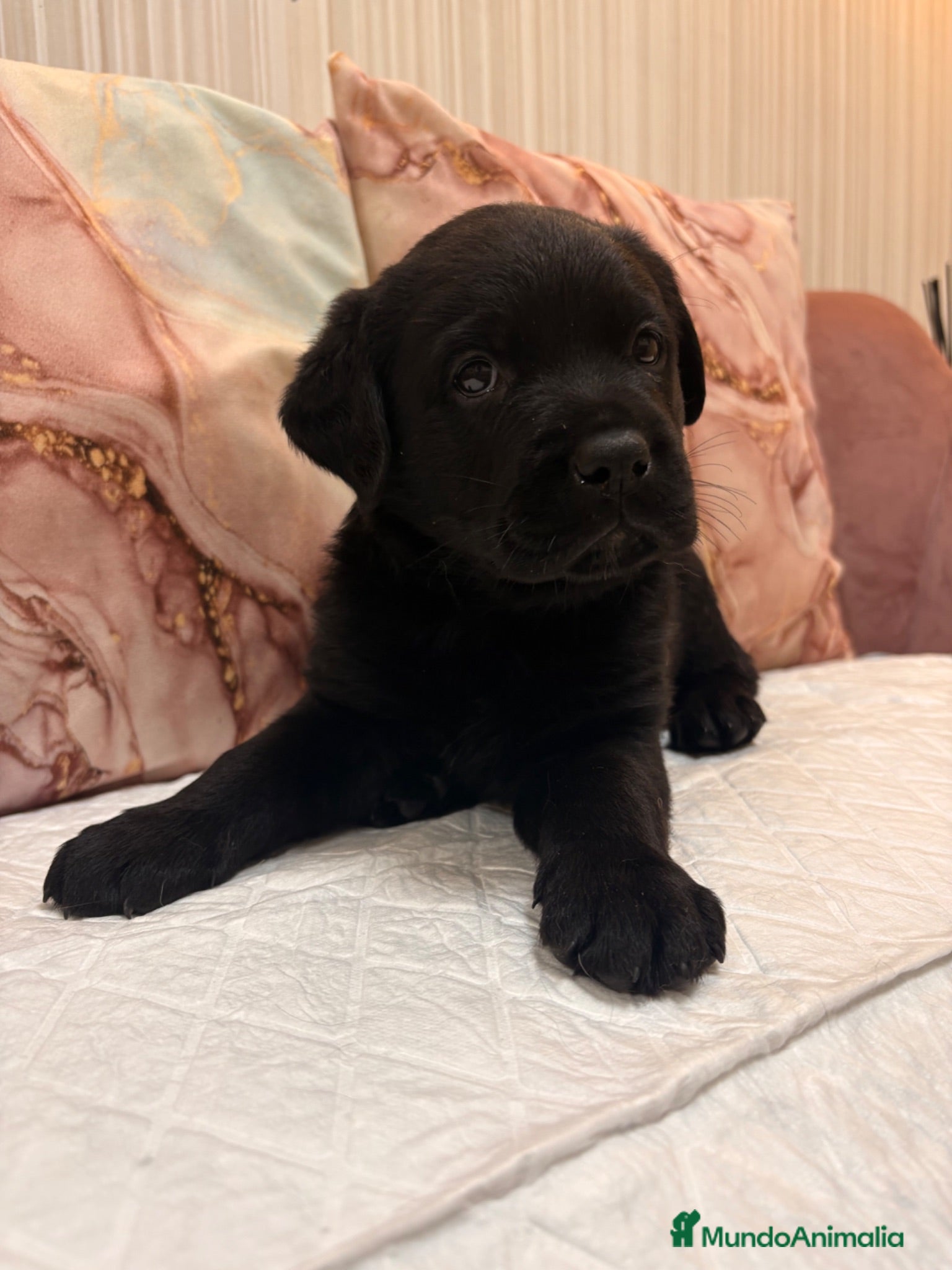 Labrador Retriever perros Labrador retriever  - Anuncio 2