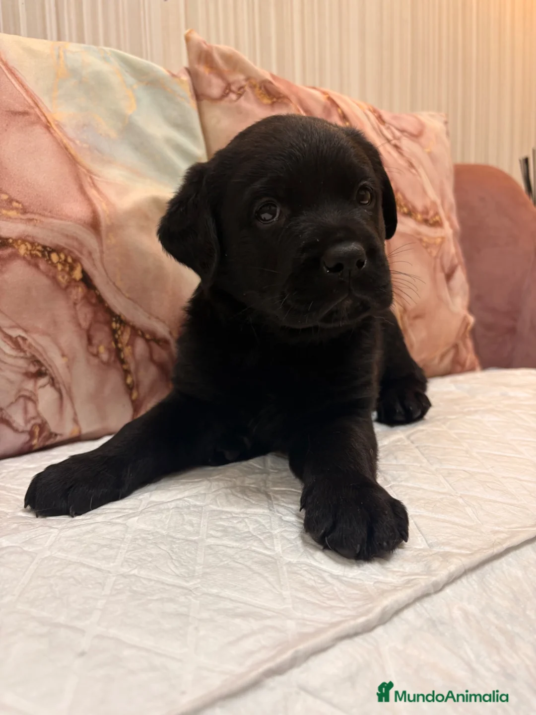 Labrador Retriever perros en venta: Labrador retriever  - Anuncio 2