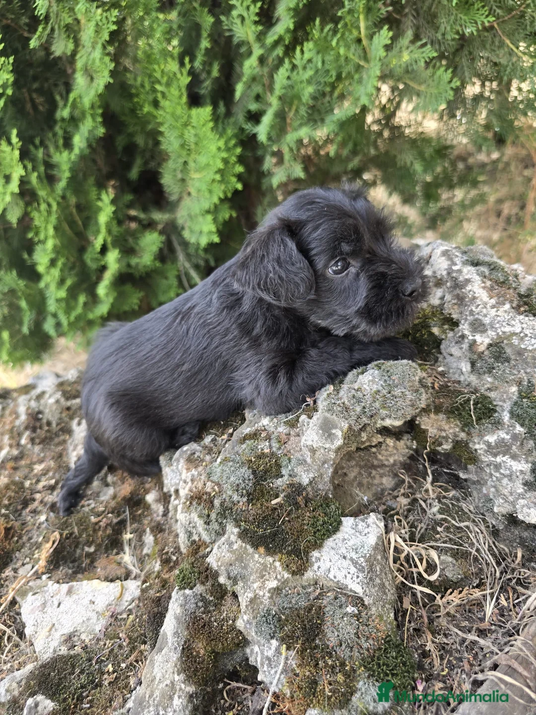 Schnauzer Miniatura perros en venta: Schnauzer Miniatura Negros - Anuncio 2