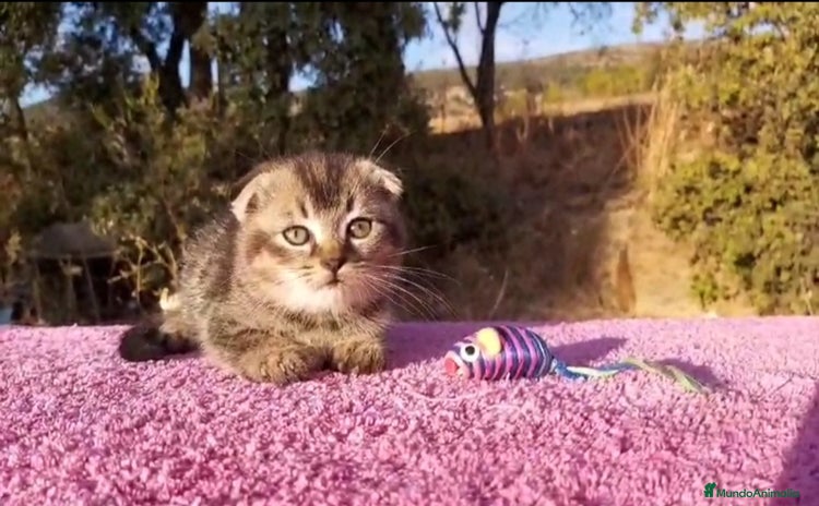Scottish Fold gatos - Anuncio 1