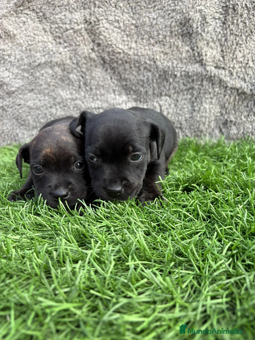 Staffordshire Bull Terrier perros en venta: Cachorro macho de Staffordshire Bull Terrier - Anuncio 18