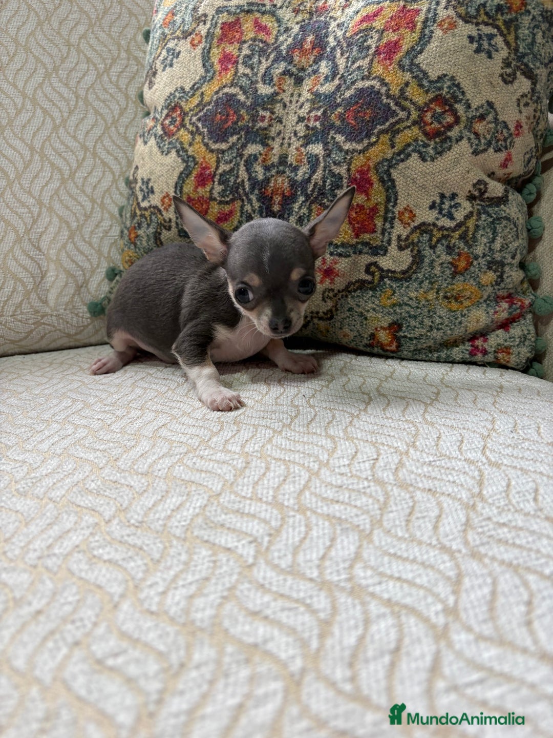 Chihuahua perros en venta: Chihuahua mini Toy hembra blue tri - Anuncio 17