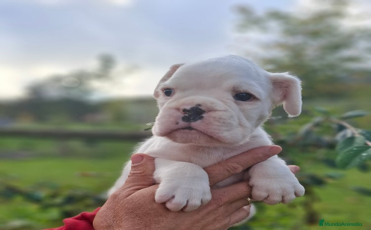 Boxer perros - Anuncio 6
