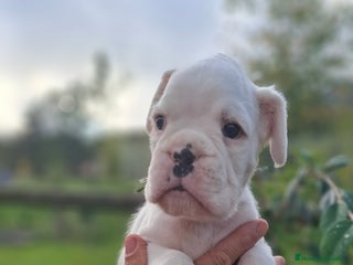 Boxer perros - Anuncio 2