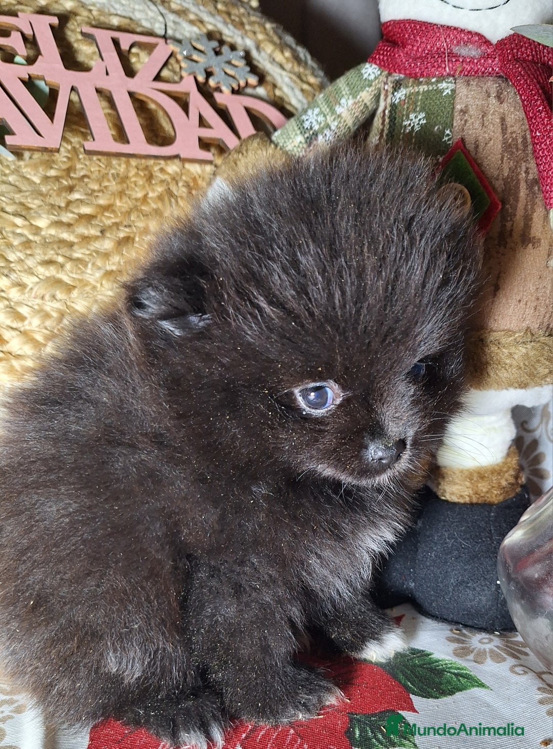 Pomerania perros en venta: POMERANIA  - Anuncio 6