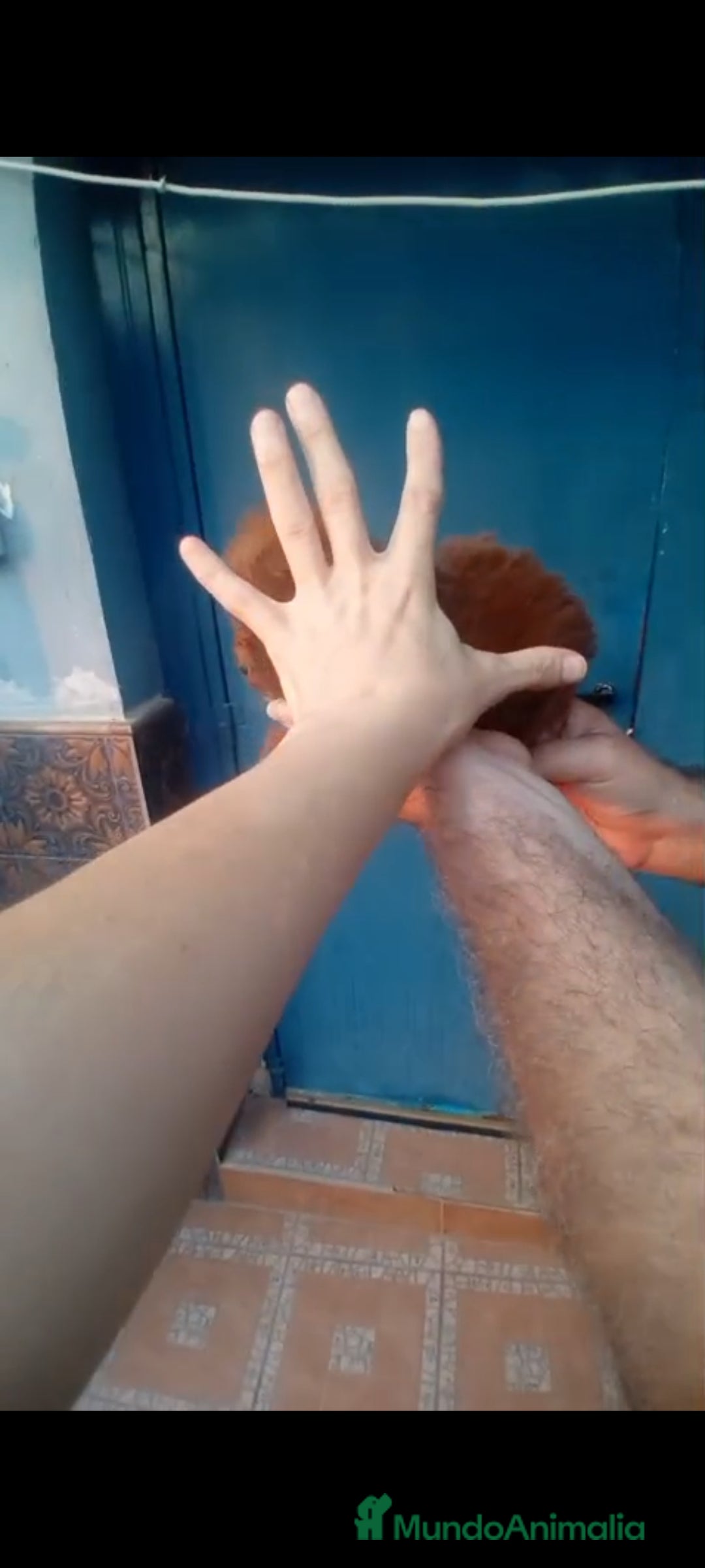 Caniche Toy perros en venta: Caniche mini toy  - Imagen 4