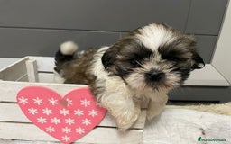 Shih Tzu perros en venta: Shitz tzu - Imagen 7