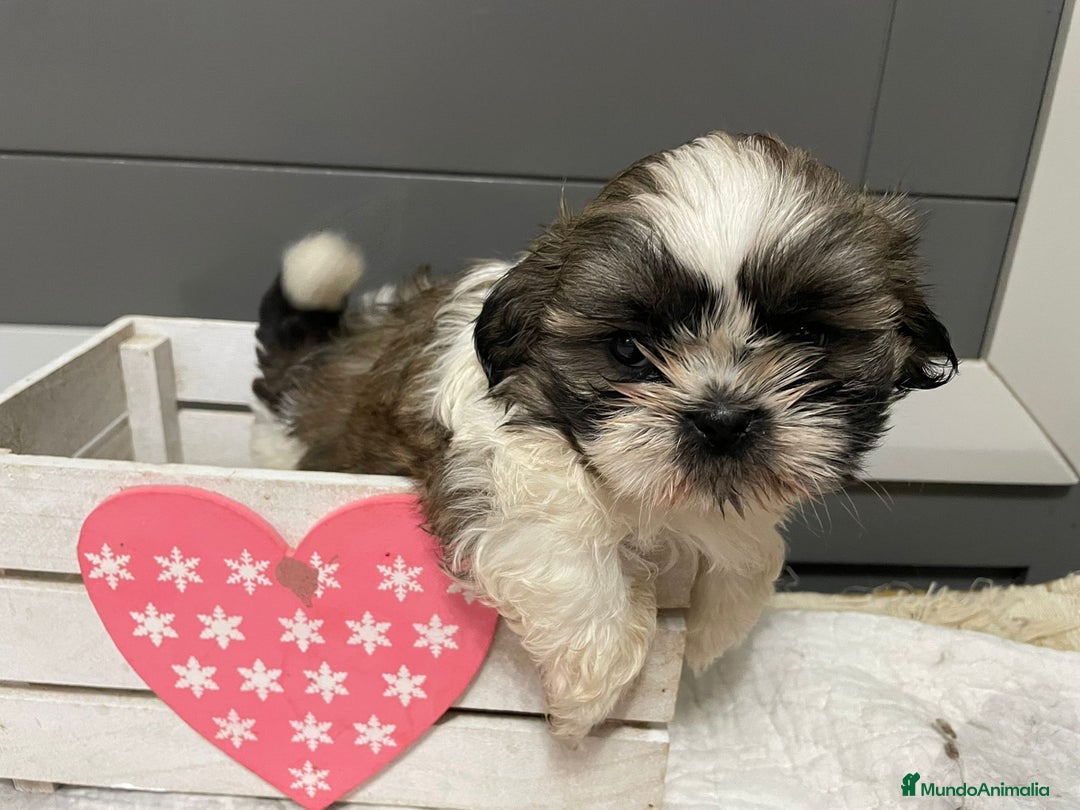 Shih Tzu perros en venta: Shitz tzu - Imagen 7