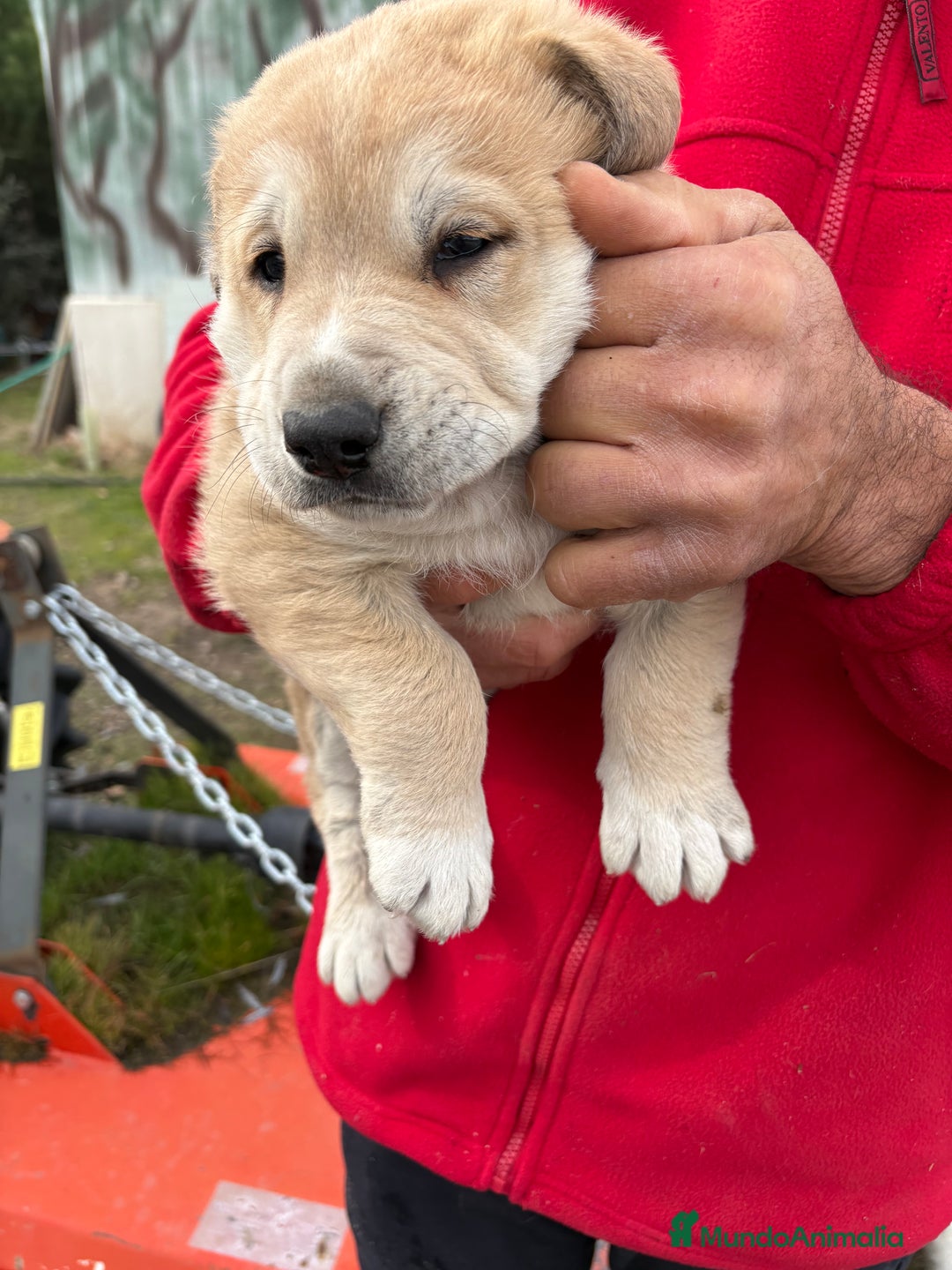 Mastín Español perros en venta: Macho mastín Español cachorro - Anuncio 8