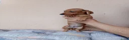 Teckel Miniatura perros en venta: Teckel canichen - Anuncio 10